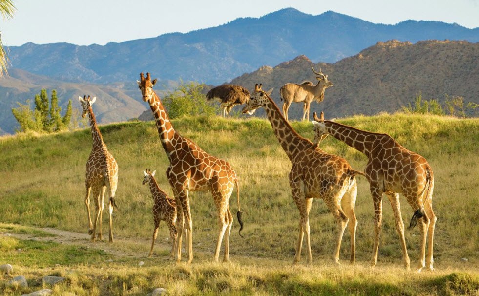 Living Desert Zoo and Gardens, United States
